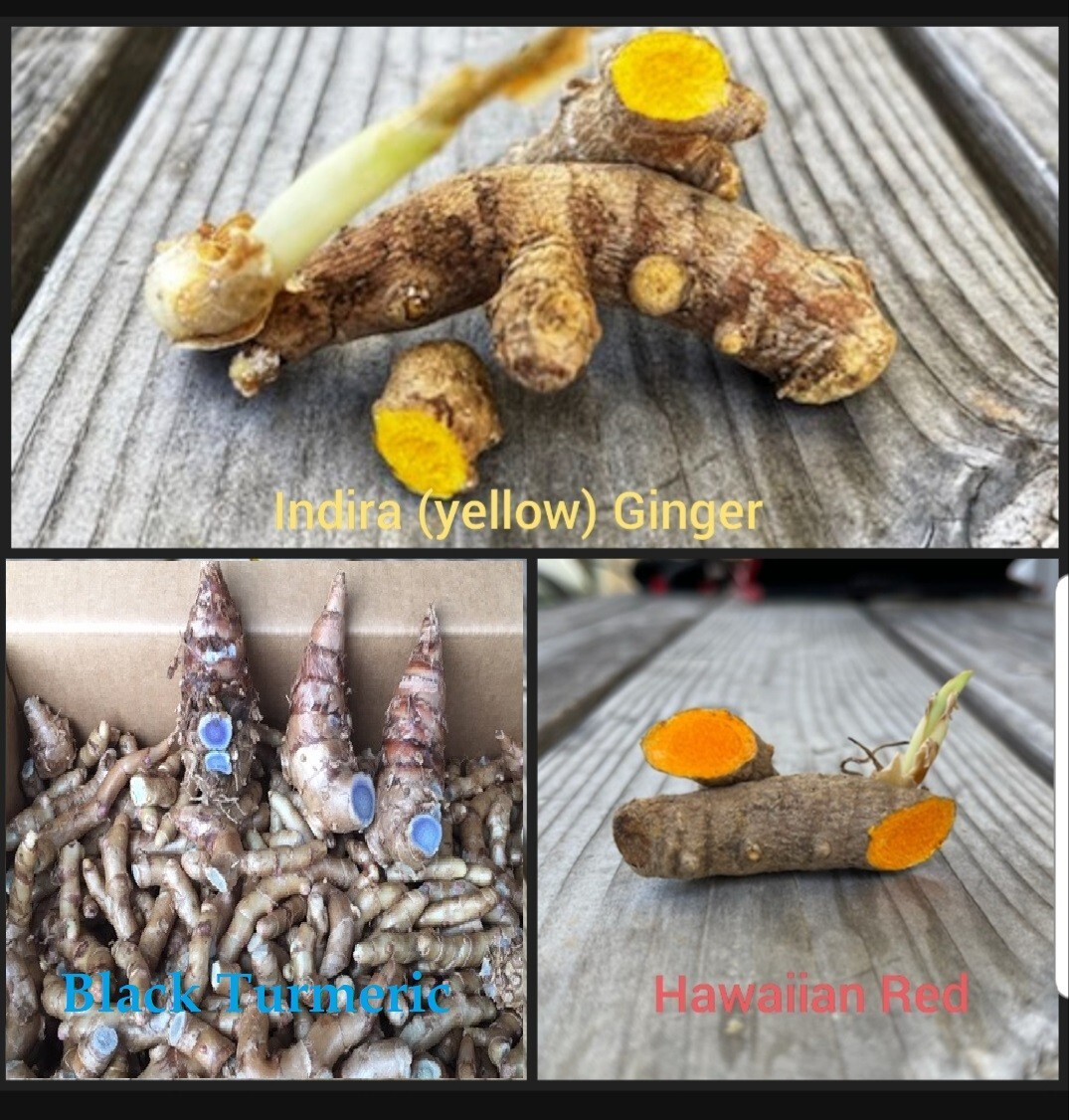 Variety Turmeric Roots Pack-Indira Yellow, Black Turmeric, and Hawaii Red gallery