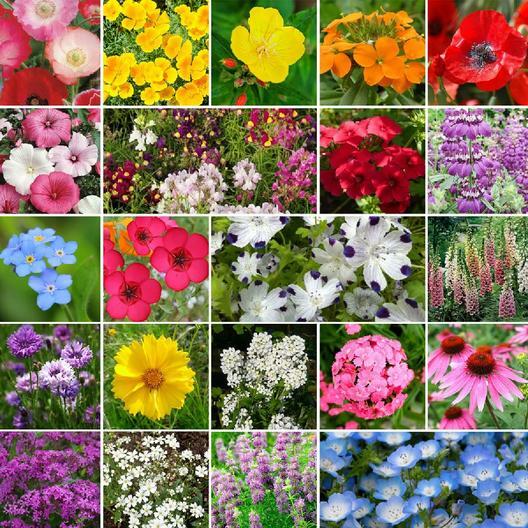 Landscaper's Pack PARTIAL SHADE Wildflower Mix Assorted Non-GMO 3000+ Seeds!