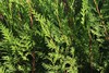 3 Western Red Cedar Tree Thuja plicata 12-24" Bare Root gallery