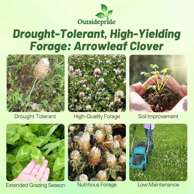 10 LBS - Inoculated Arrowleaf Clover Seeds - Trifolium Vesiculusom gallery