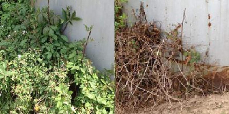 RM43 Concentrated Extended Control Weed Killer gallery