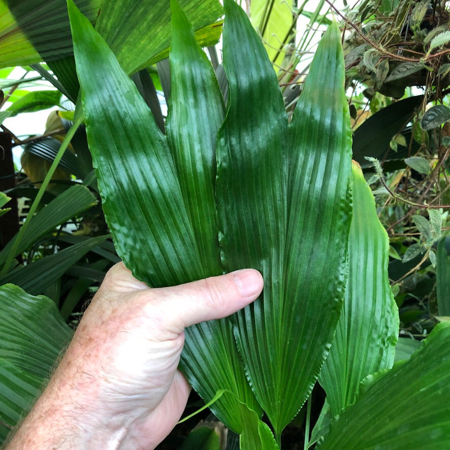Dicranopygium sp.- north Ecuador, very rare cyclanth, Chamaedorea palm lookalike gallery