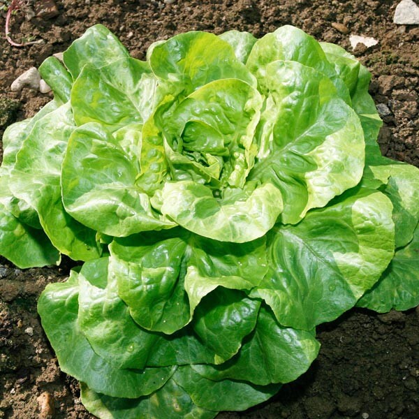 Bibb Lettuce Seeds | 500 Seeds | Non-GMO | Free Shipping | Seed Store | 1103 gallery