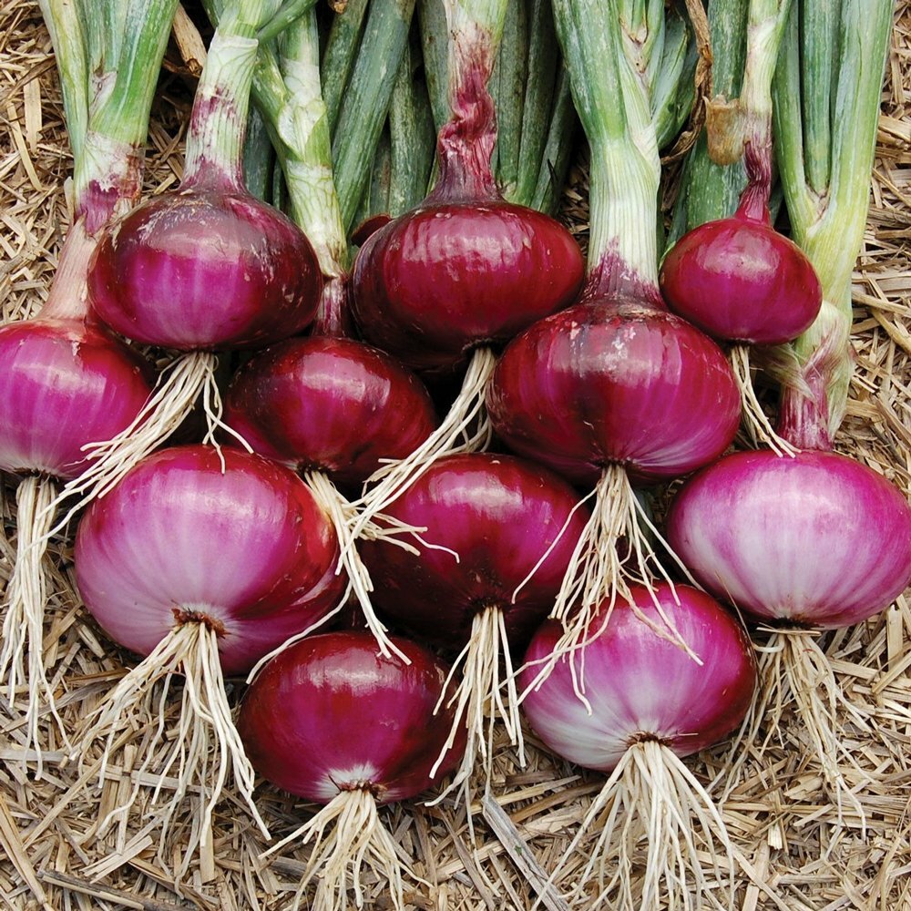 Red Burgundy Onion Seeds 250+ Vegetable Garden HEIRLOOM NON-GMO FREE SHIPPING gallery