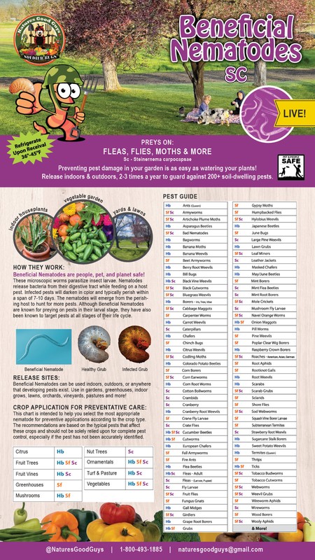Beneficial Nematodes SC - Targets Fleas, Flies, Moths & More gallery