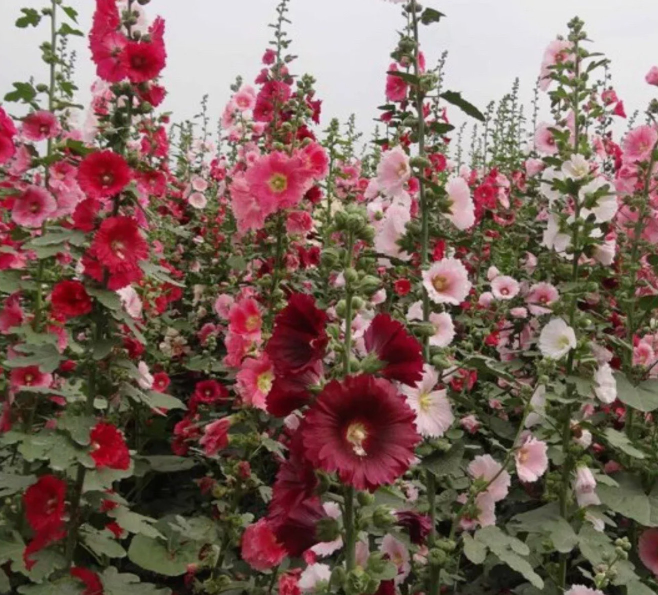 4lb Hollyhock Flower Seeds "Single Mixed" Alcea Rosea Beautiful Cottage Garden gallery