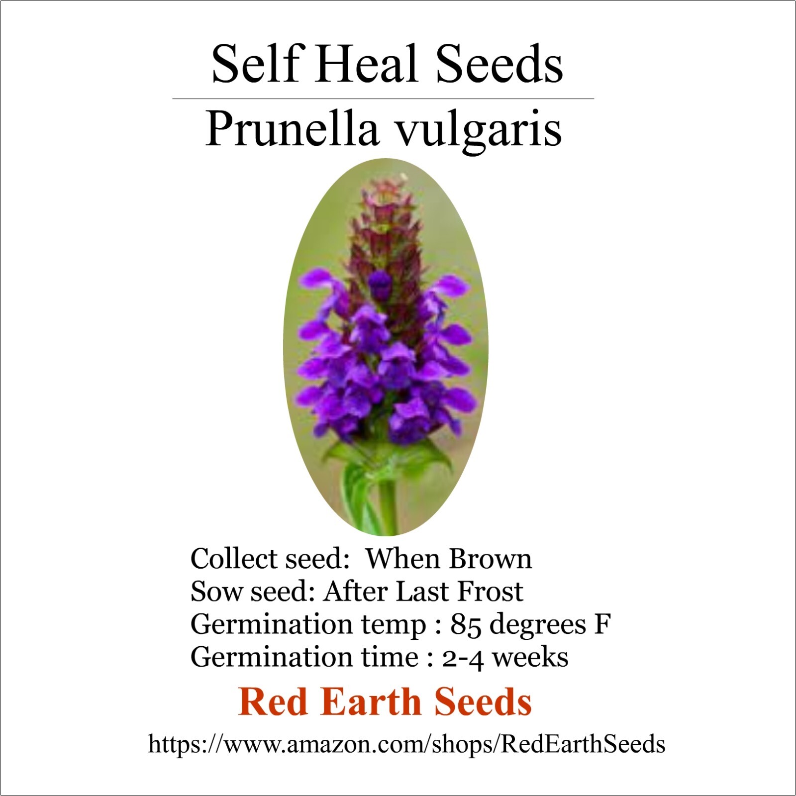Self Heal - 2 seed heads - Prunella vulgaris gallery