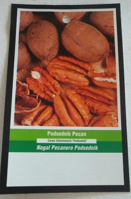 PODSEDNIK PECAN TREE Shade Trees Healthy Plant Large Pecans Nuts Wood Garden gallery