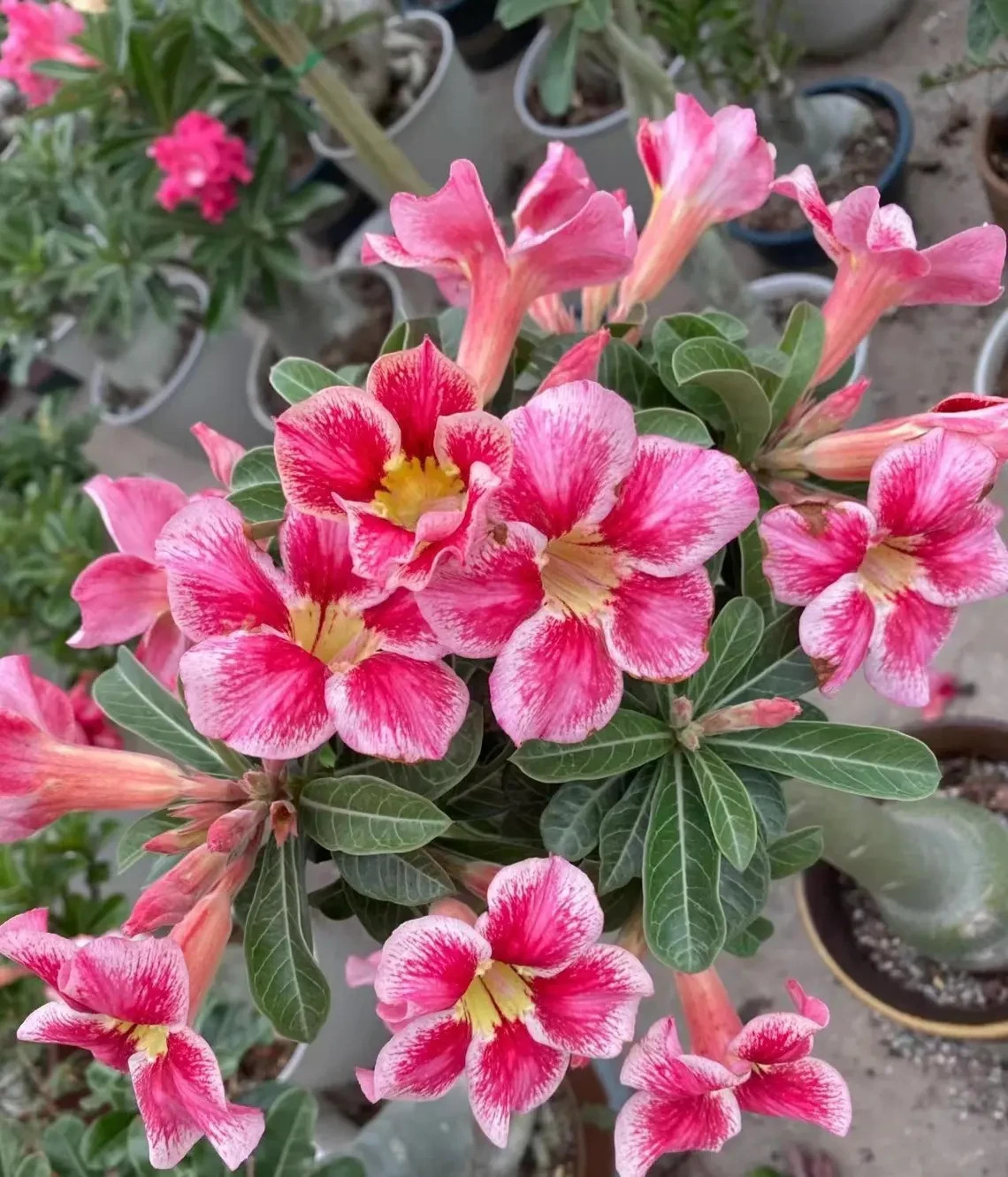 5Pcs Rare Desert Rose Seeds Garden Flower Decor-seed gallery