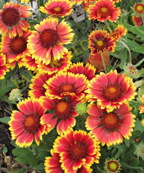 201+BLANKET FLOWER Seeds Native Wildflower Perennial Drought Heat Container Easy gallery