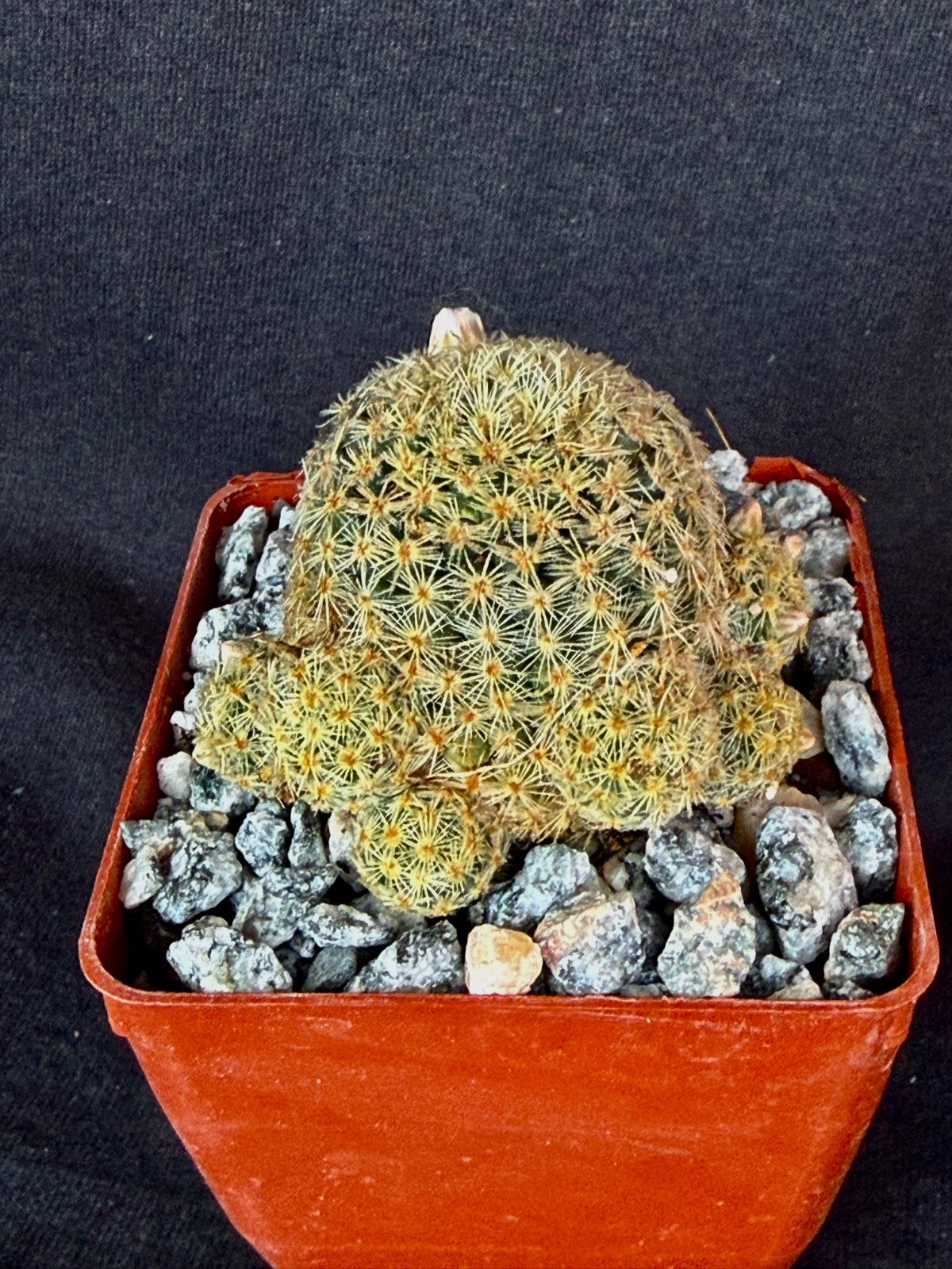 Mammillaria giselae, cactus plant gallery
