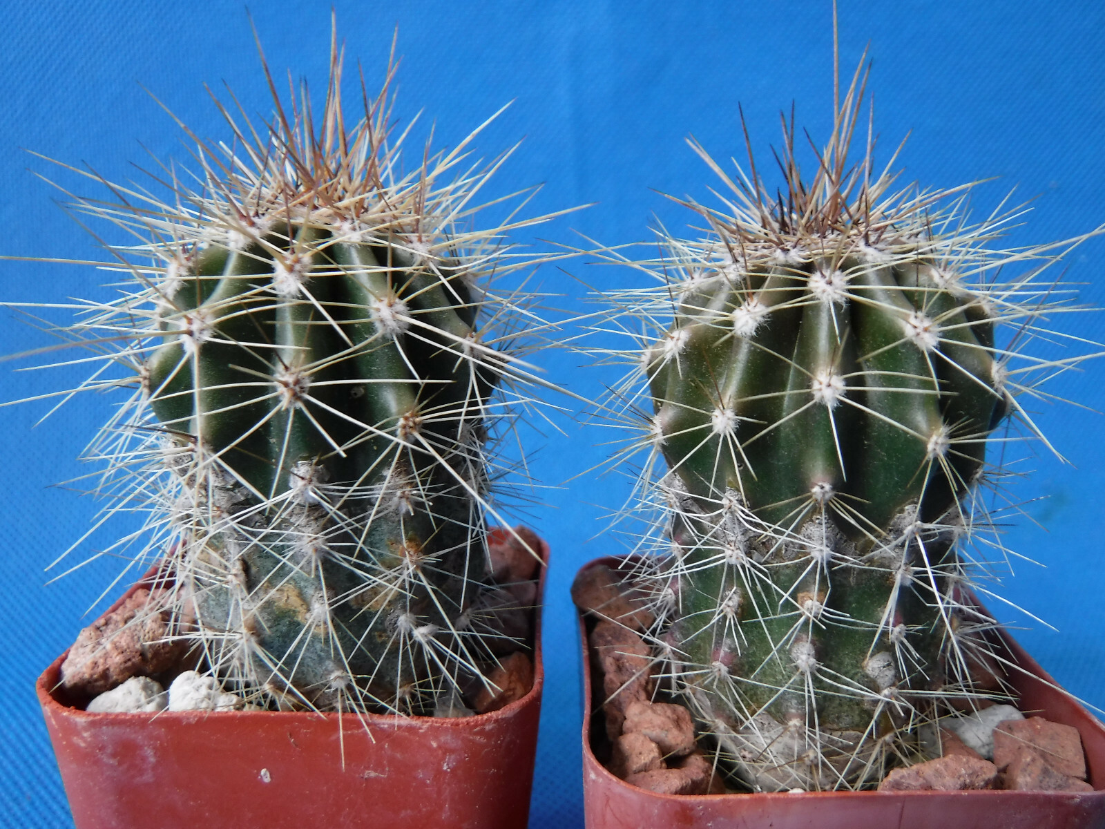 Saguaro Cactus TWO (2!) Nice Spines Carnegiea gigantea 2"-3" Tall AZ Seed Grown gallery