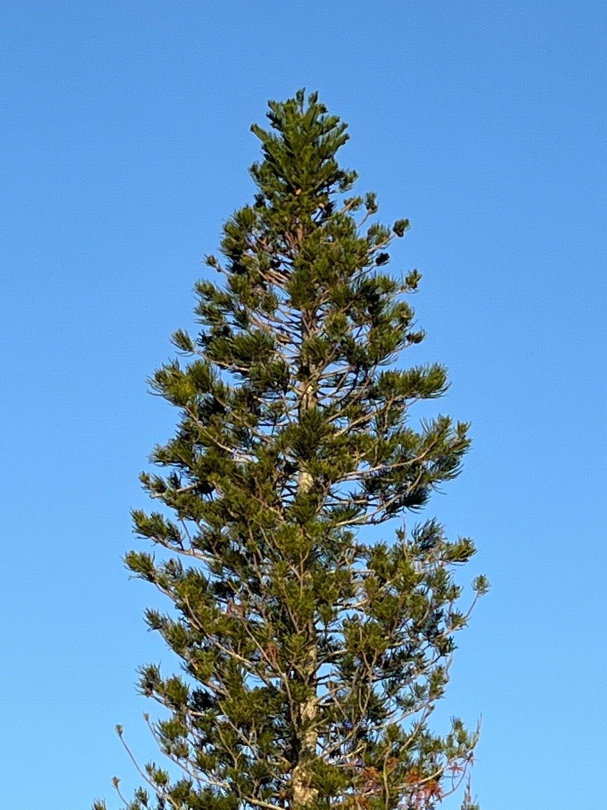 Living Christmas Tree Seeds- Norfolk Island Pine Tree seeds Grow Your Own Bonsai gallery