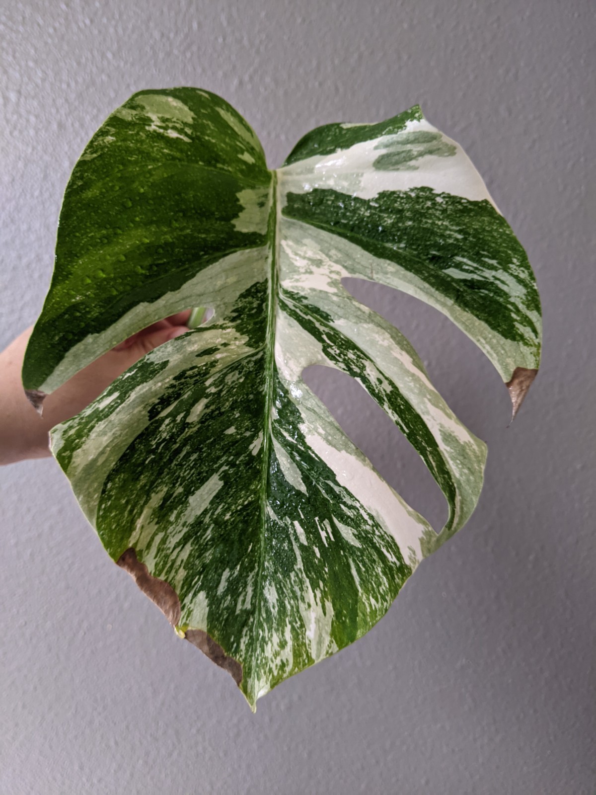 Monstera Albo Deliciosa lightly Rooted Cutting Tri-Color Variegation FREE Ship. gallery