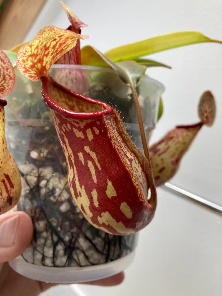 Nepenthes St. Gaya Carnivorous Pitcher Plant Nepenthes Carnivorous Plant gallery