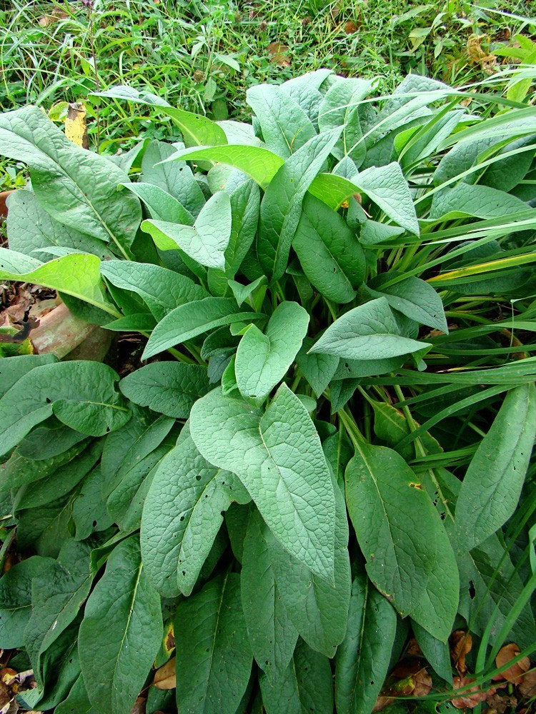 5 bocking 14 comfrey root cuttings dug the morning shipped deer resistant gallery