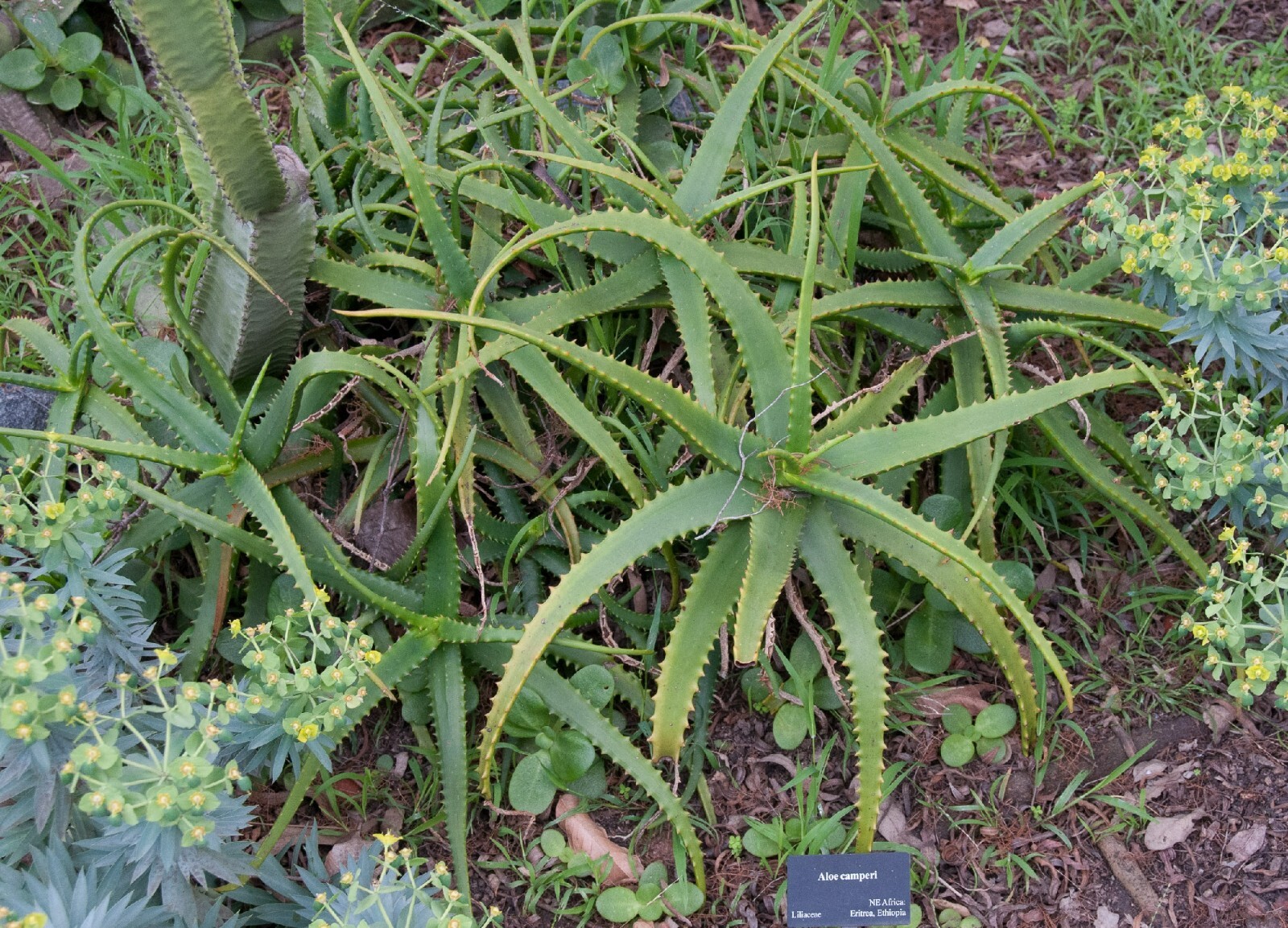 Aloe Camperi Flowering Succulent | Fast Growing 10 seeds Free Shipping! gallery