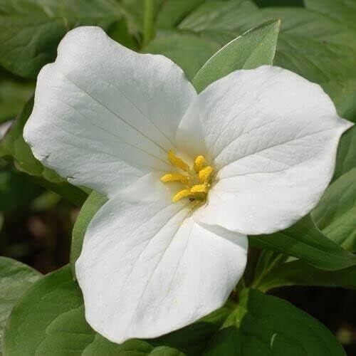 Trillium Mixed ( Trillium erect) | Bulbs gallery