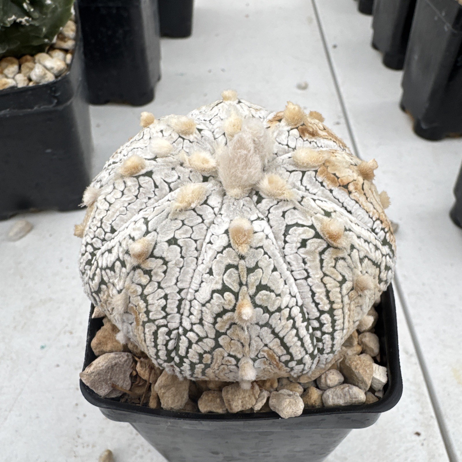 Astrophytum asterias superkabuto Cactus Succulent gallery