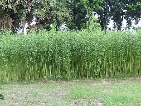 Corchorus Capsularis 20 Seeds, White Jute Herb Plants Annual Perennial Vegetable gallery