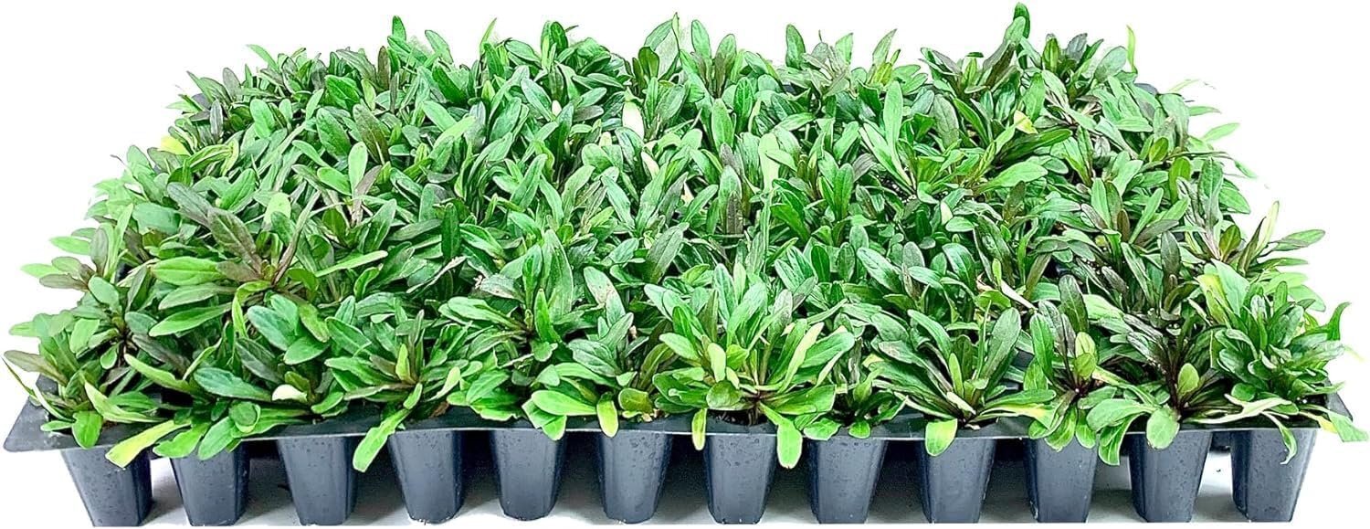 Ajuga Reptans Chocolate Chip I Live Plants | Dense Ground Cover Plant with... gallery