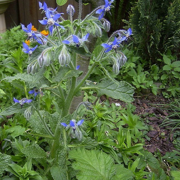 Borage Seeds | Heirloom / Non-GMO | Free Shipping | Herb Seeds | 1149 gallery