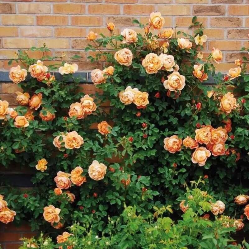 20pcs Yellow Climbing Rose Seeds - Rare Non-GMO Heirloom Variety for Your Garden gallery