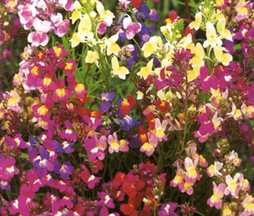 SPURRED SNAPDRAGON TOADFLAX FAIRY BOUQUET Linaria Maroccana - 25,000 Bulk Seeds gallery