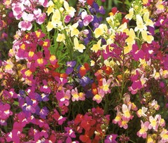 SPURRED SNAPDRAGON TOADFLAX FAIRY BOUQUET Linaria Maroccana – 25,000 Bulk Seeds