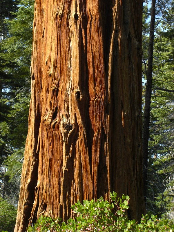 Incense Cedar | Small Tree Seedling | The Jonsteen Company gallery