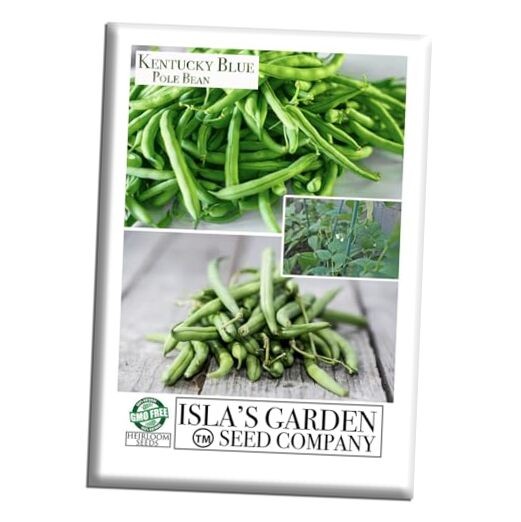 Kentucky Blue Pole Bean Seeds (Phaseolus vulgaris, Tender Climbing Variety) – gallery