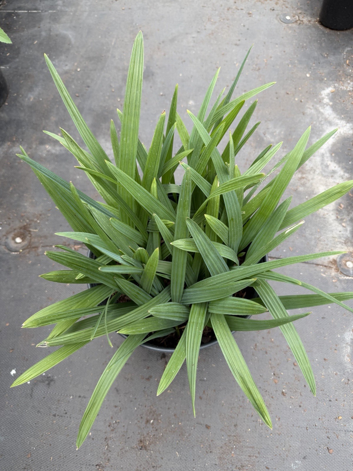 Sabal bermudana Seedling Community Pot – 3 Gallon – Rare Bermuda Palmetto gallery