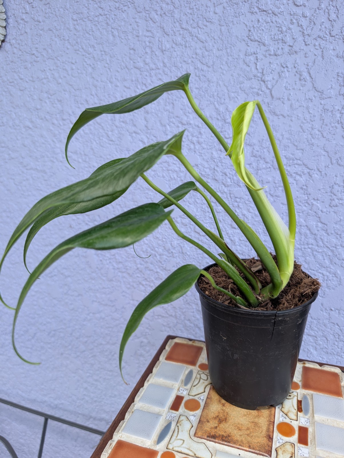 Rare Monstera Burle Marx Flame – Rooted Plant – 5" Pot – Collector Aroid gallery