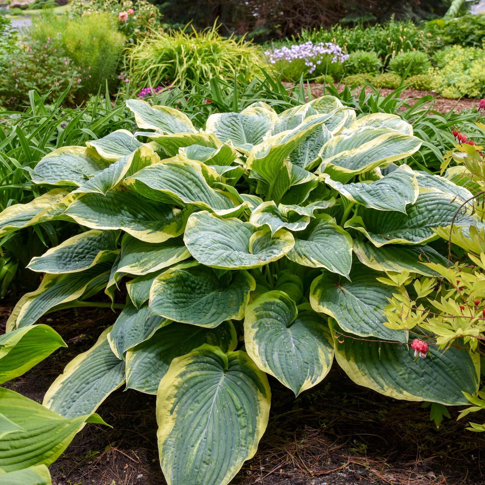 Hosta Shadowlands Gigantosaurus Proven Winners Rooted 5.25" Pot Perennial Shade gallery