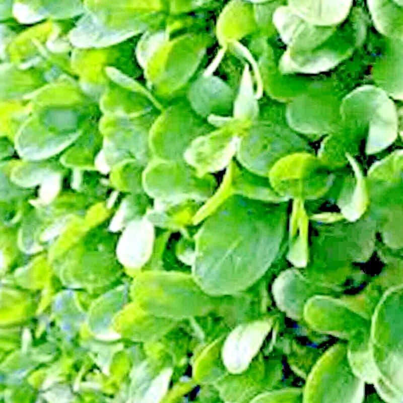 2000+ ARUGULA SEEDS FALL VEGETABLE GARDEN SALAD GREENS HERBS MICROGREENS NON-GMO gallery
