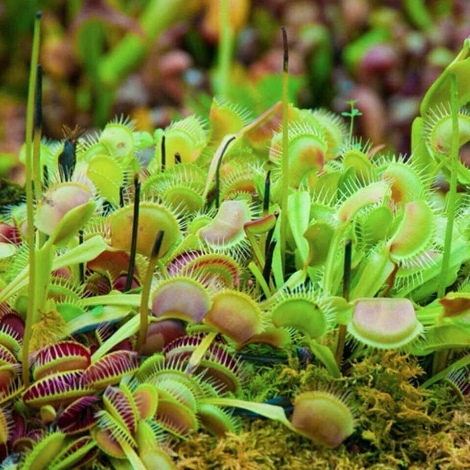 Venus Fly Trap Carnivorous Plant - Dionaea muscipula - Live Plant gallery