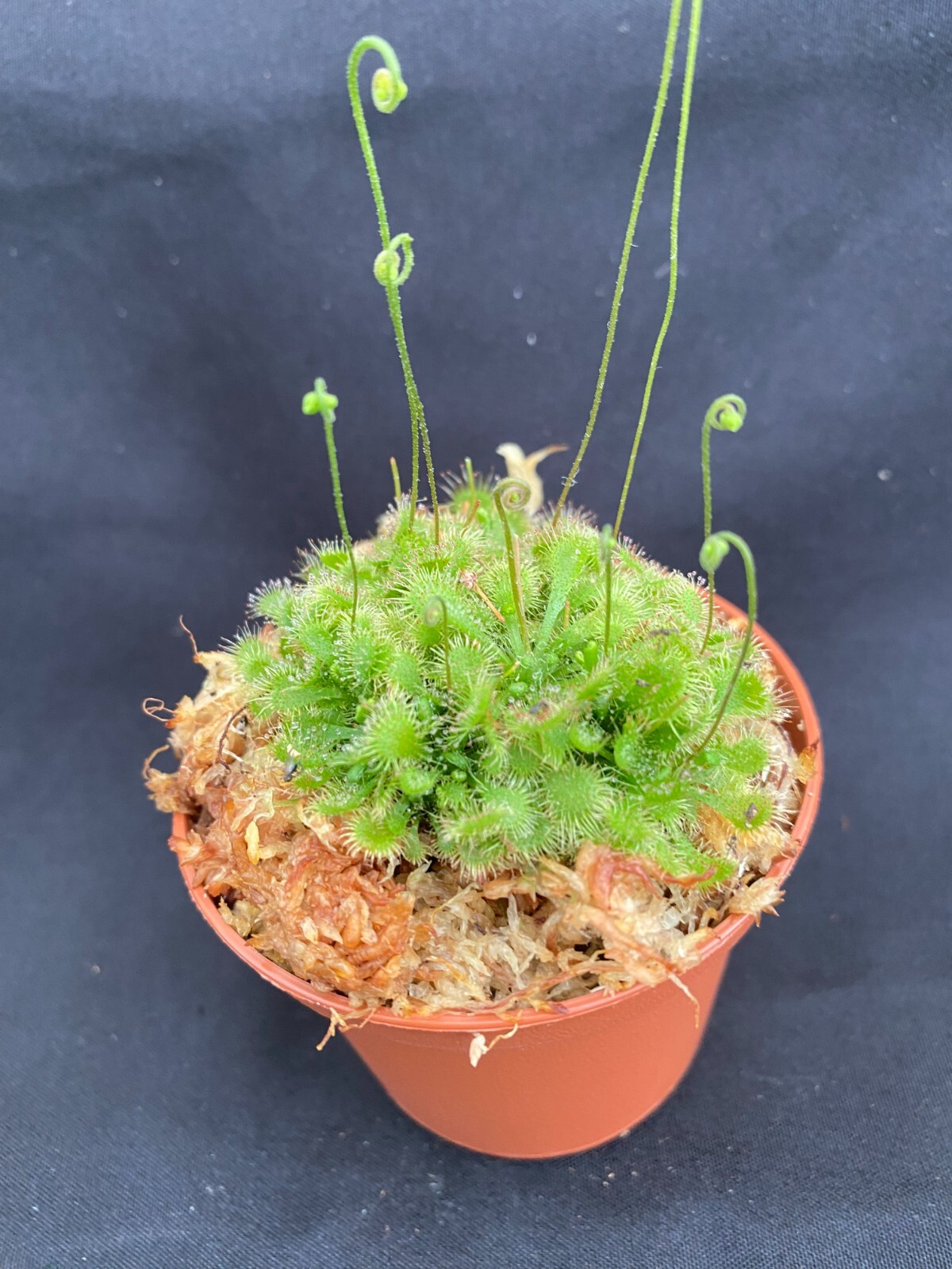Sundew, Drosera spathulata. Rooted Carnivorous Plant Shipped in 2.5" Pot gallery