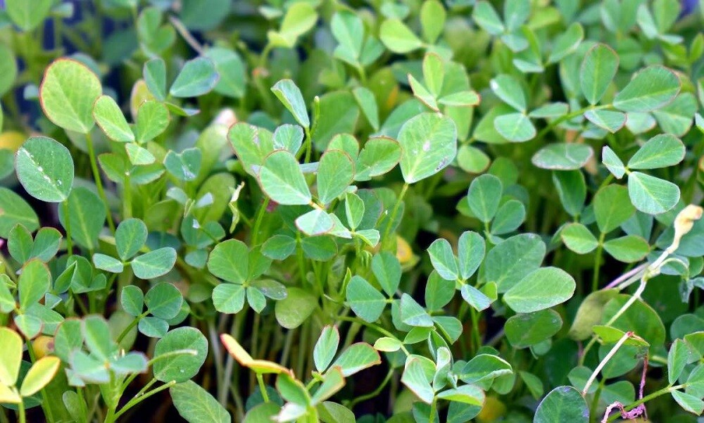 12 oz Fenugreek gallery