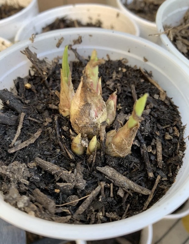 2 Clumps Tuberose, Bulbs 5+ Size Medium, Rooted &Sprouted Ready To Plant gallery
