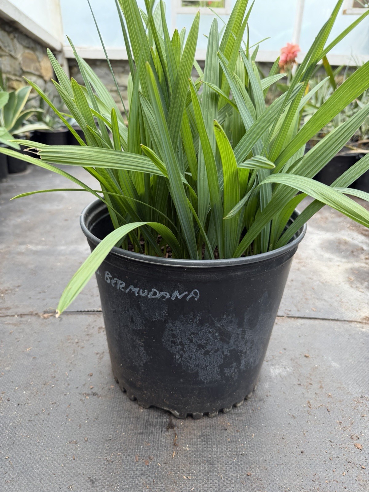 Sabal bermudana Seedling Community Pot – 3 Gallon – Rare Bermuda Palmetto gallery