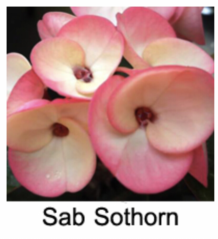 ***SAB SOTHORN***Crown Of Thorns-Euphorbia Milii*CHRIST PLANT*STARTER PLANT gallery