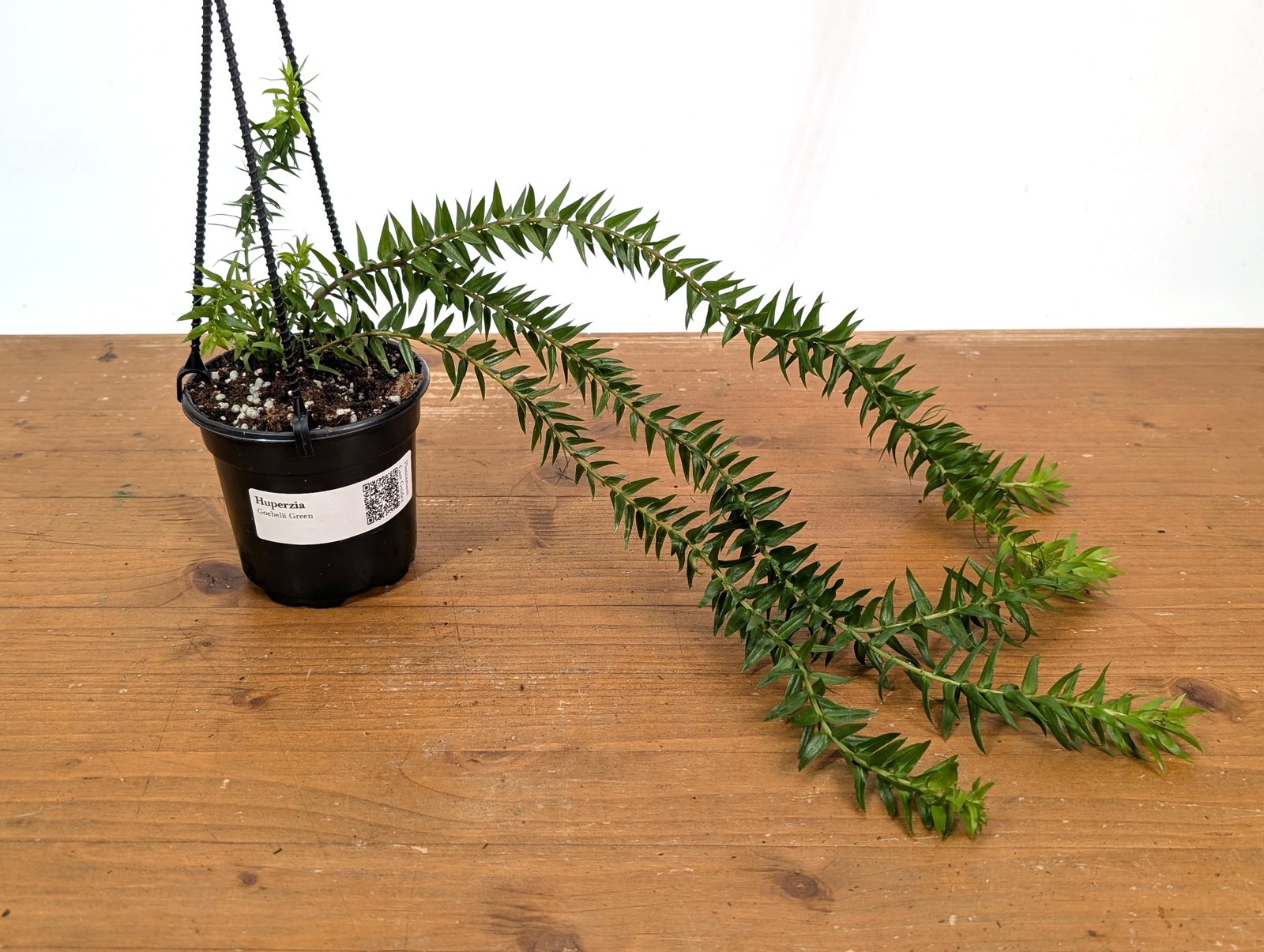 Huperzia Goebelii Green gallery