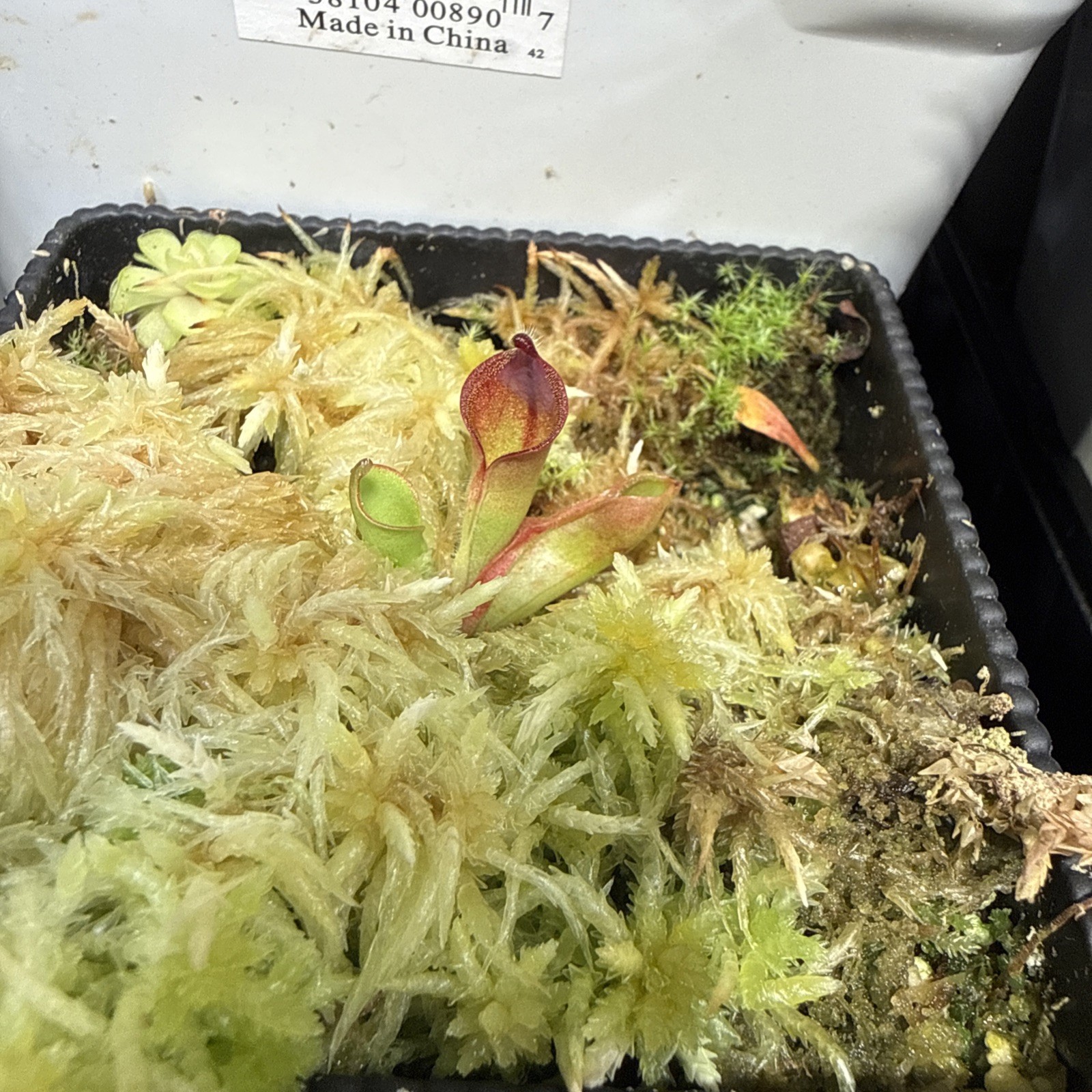 Heliamphora Macdonaldae Carnivorous Sun Pitcher Plant Division CK-RSC gallery