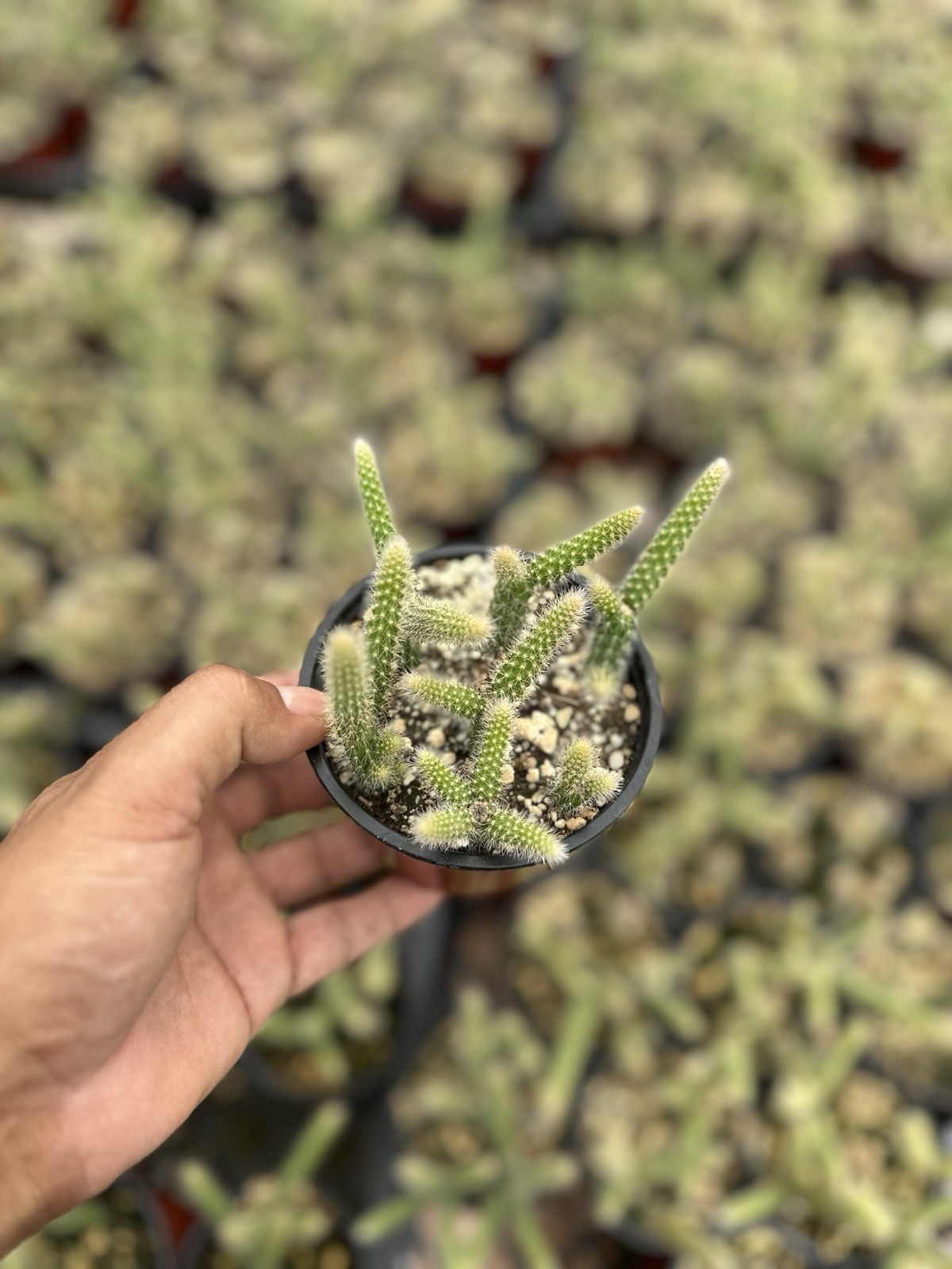 Aporocactus Flagelliformis Rat Tail Cactus 4” Pot Live Plant gallery