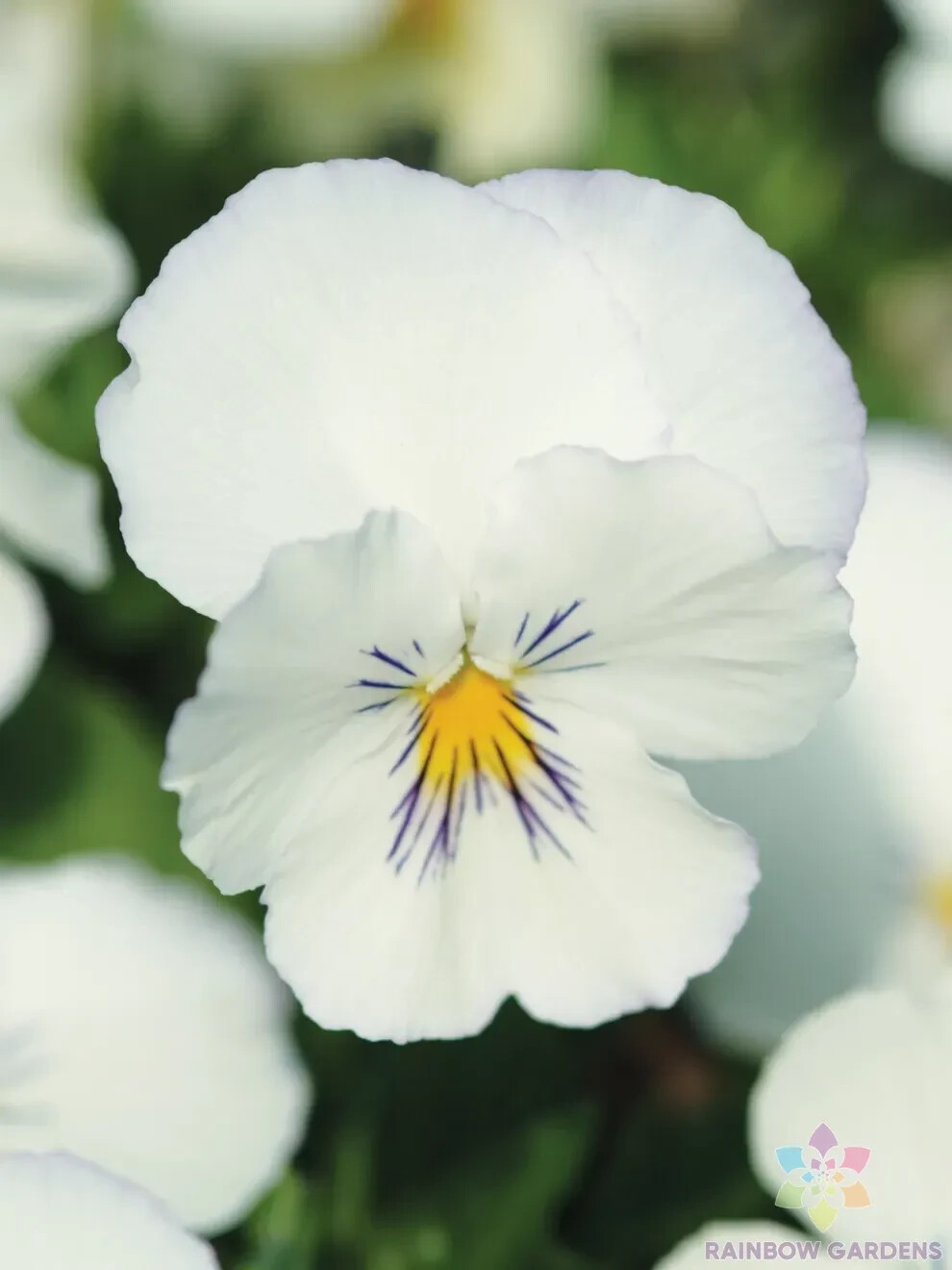 200+ Spreading Plentifall White Pansy (Viola) Seeds for Garden - FREE SHIPPING! gallery