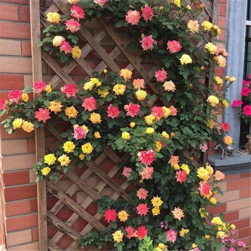 20 SEEDS for Joseph Coat RARE CLIMBER climbing Rose flower exotic USA Seller gallery