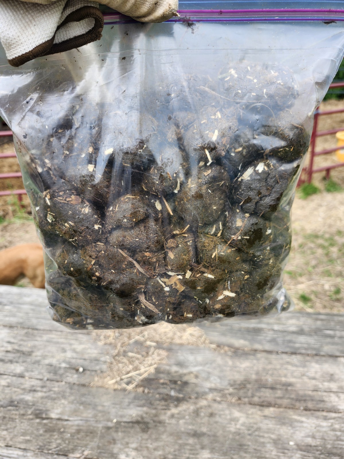 4+ pounds Fresh All Purpose Horse Manure - Organic Gardening Fertilizer Flowers gallery