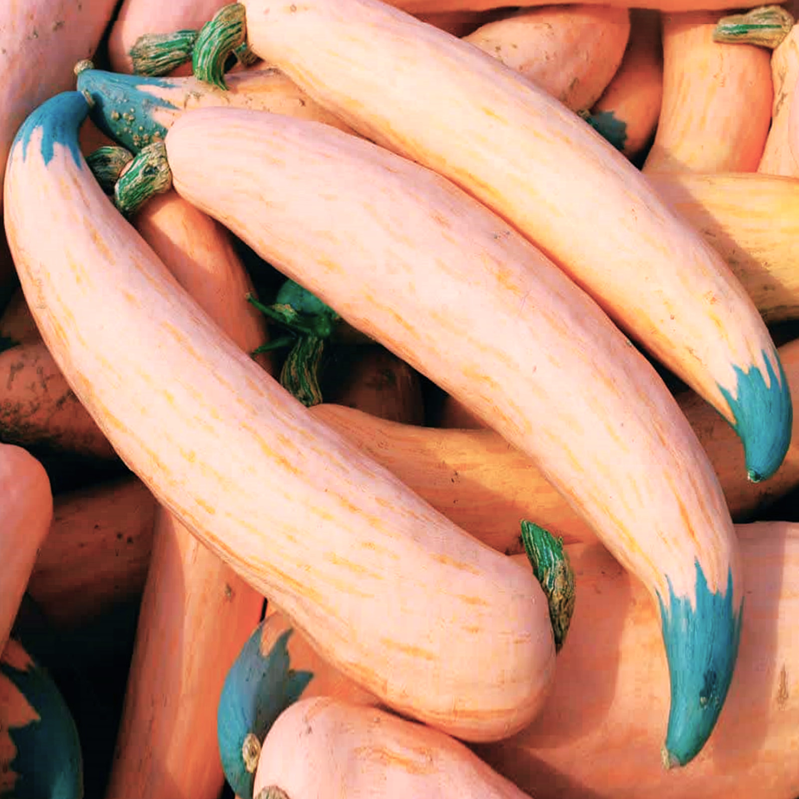 North Georgia Candy Roaster Seeds | Pink Banana Pumpkin Winter Squash Seed 2025 gallery