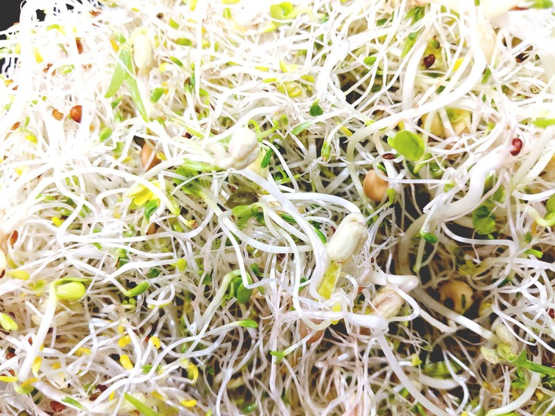 Sprouting Jar Kit Variety Pack NonGMO Seeds 5 Pack 32oz Broccoli Alfalfa gallery