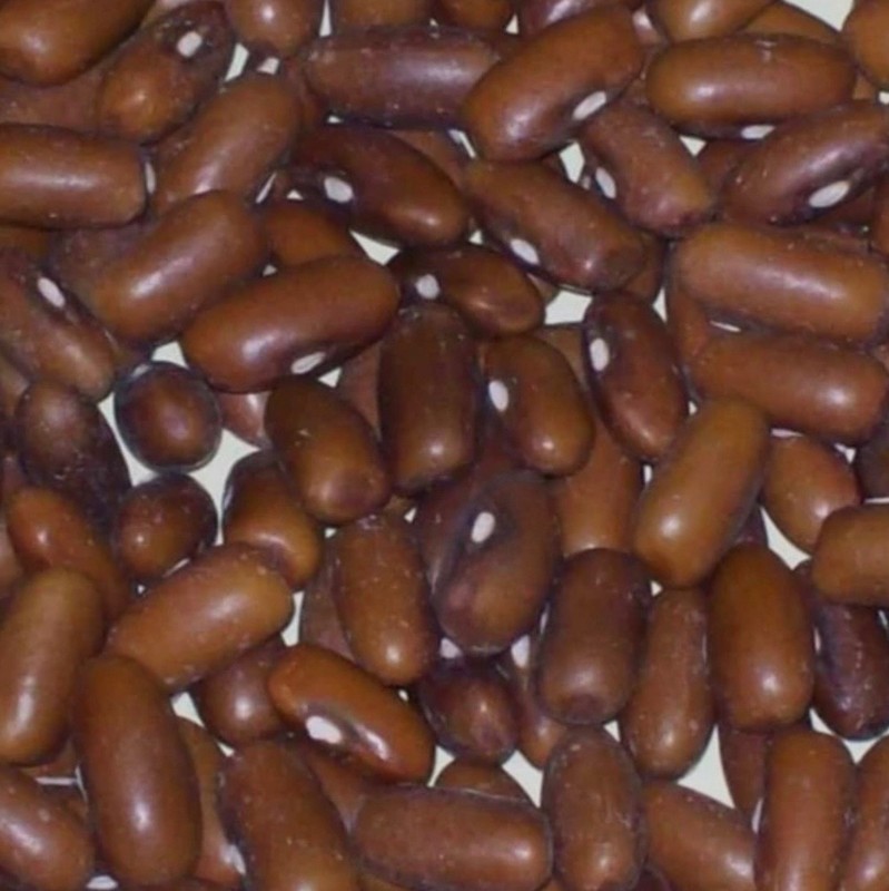 Burpee Stringless Green Pod Bush Bean - Fresh Seeds - NonGMO USA, Free Shipping! gallery